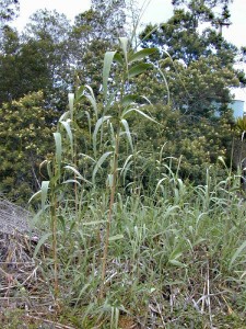 Arundo.donax1web